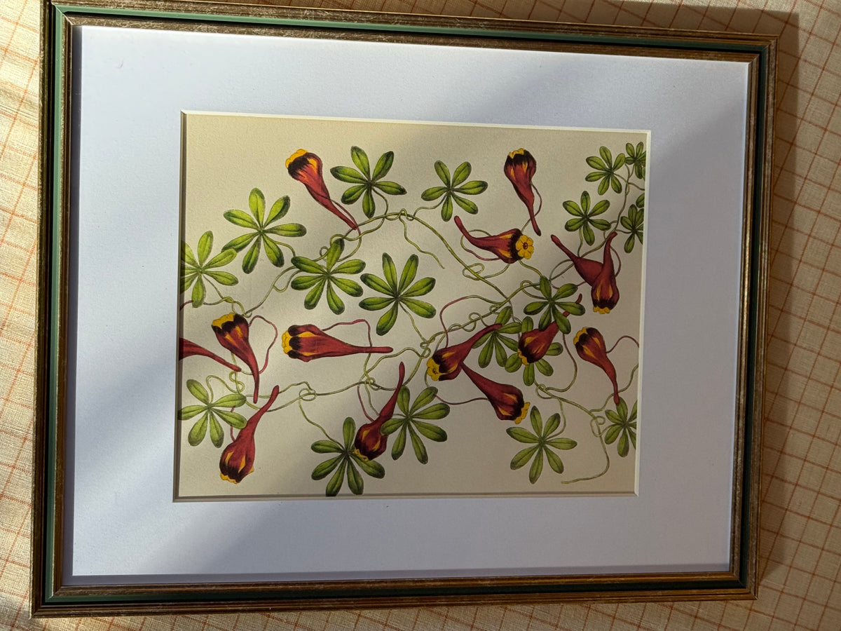Framed Chilean Nasturtium Print