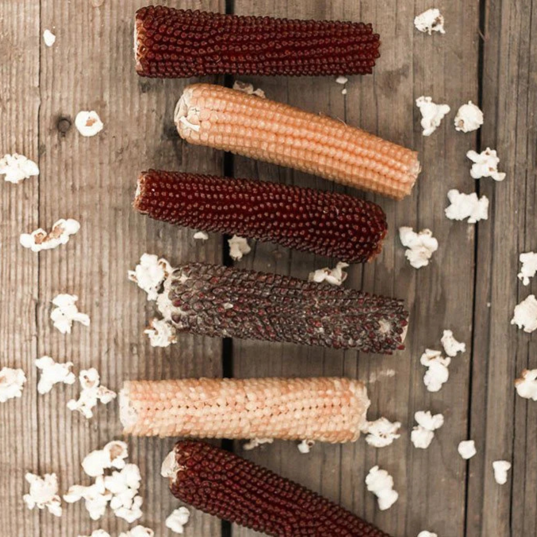 Microwave Popcorn on the Cob - Hand-Harvested