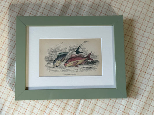 Framed Vintage Lithograph - Fish