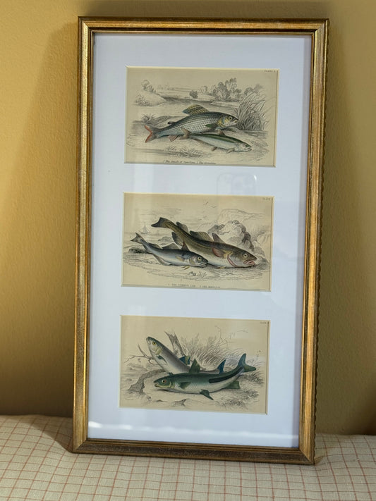 Framed Vintage Lithograph - Fish
