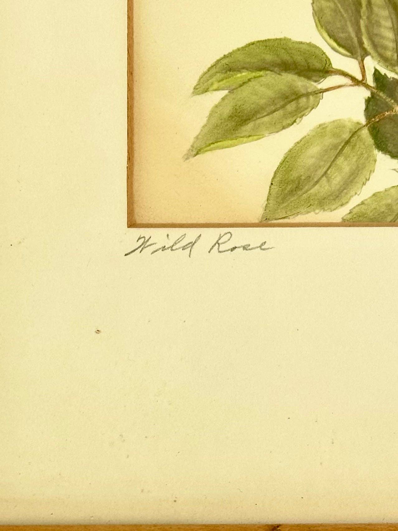 Lyman Byxbe, Pair of Framed Botanic Lithographs