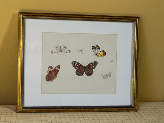 Framed Butterfly Print