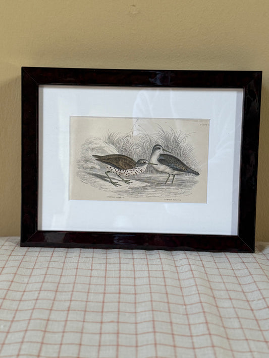 Framed Vintage Lithograph - Birds