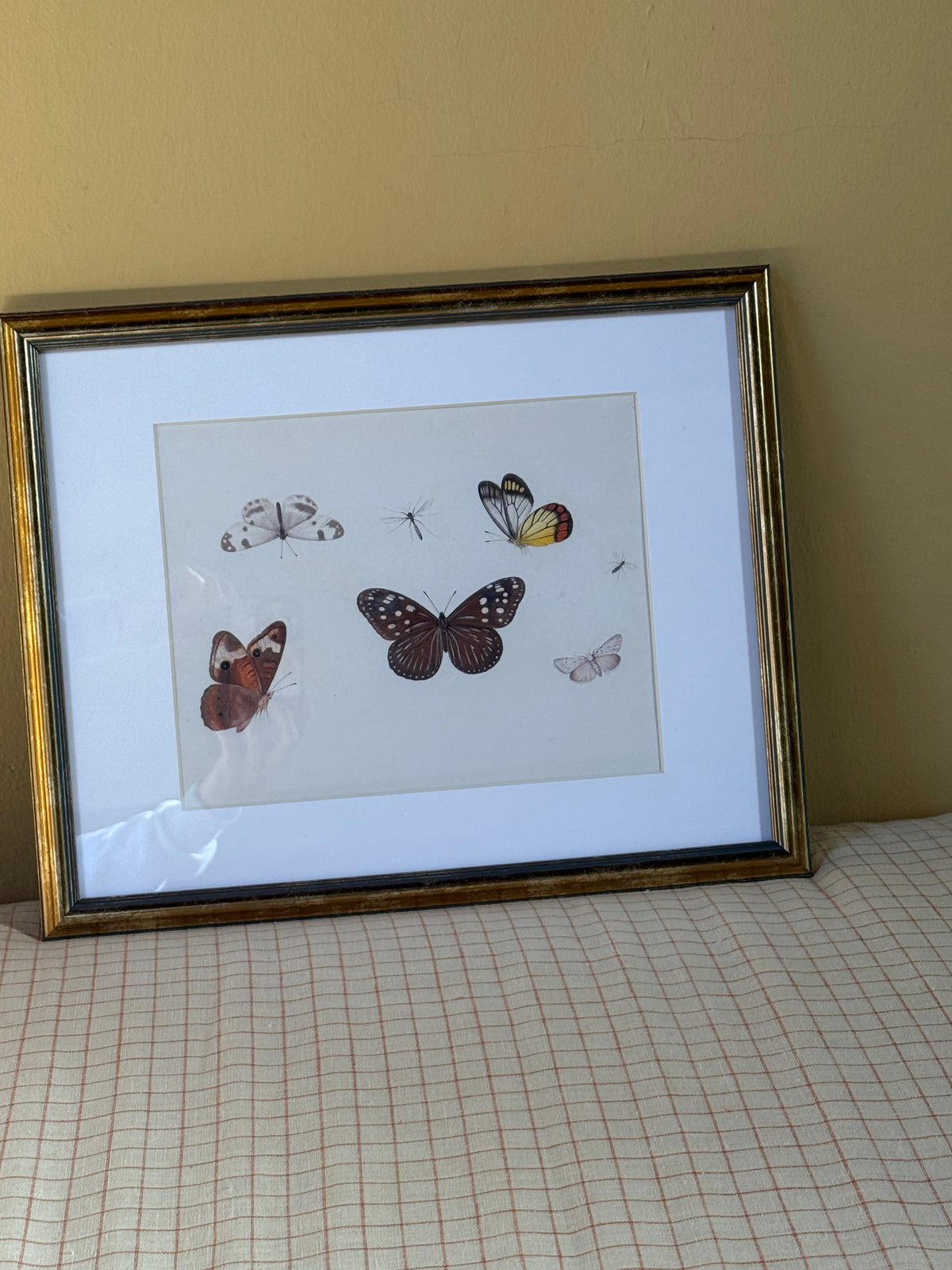 Framed Butterfly Print