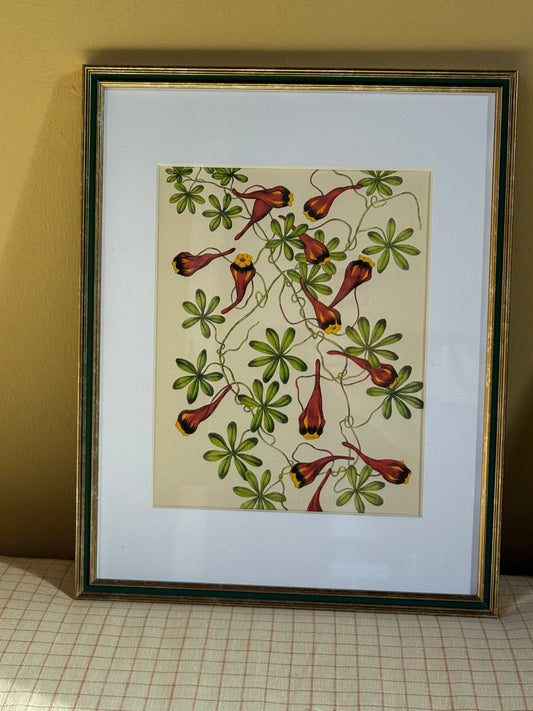 Framed Chilean Nasturtium Print